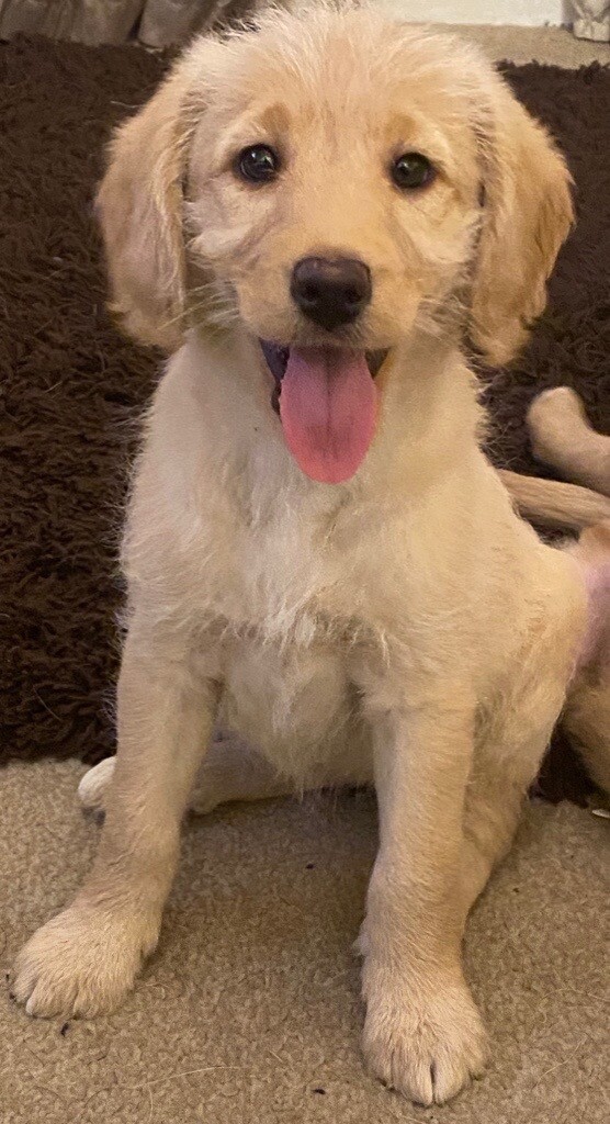f1 labradoodle puppies